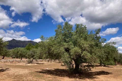 Landejendom i El Perello, Tarragona, El Perello - € 83.000 | Ref: Finca Gran Inti - foto 26